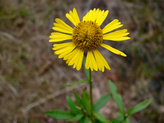 {Helenium autumnale}
